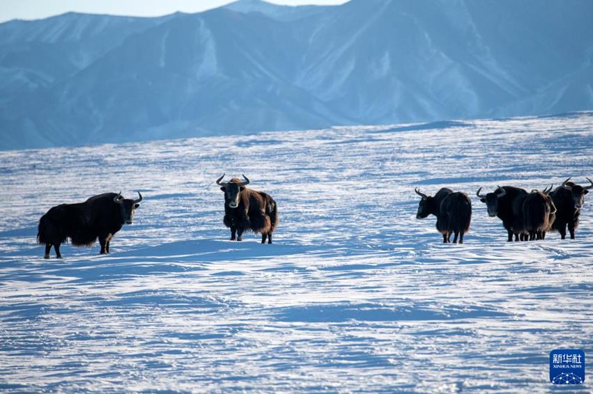 无人机航拍:生机勃勃的冬日哈尔腾 无人机航拍:生机勃勃的冬日哈尔腾
