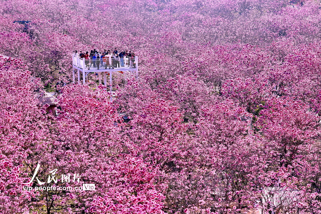 广东江门:紫花风铃绽放 广东江门:紫花风铃绽放