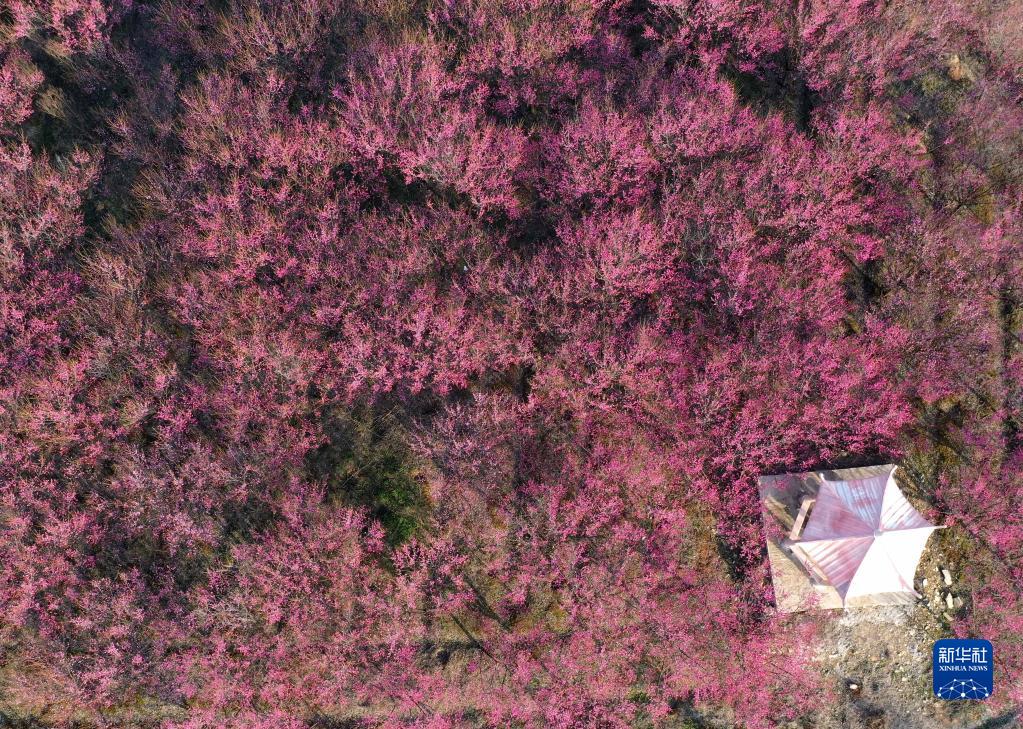 安徽巢湖:梅花盛开春意浓