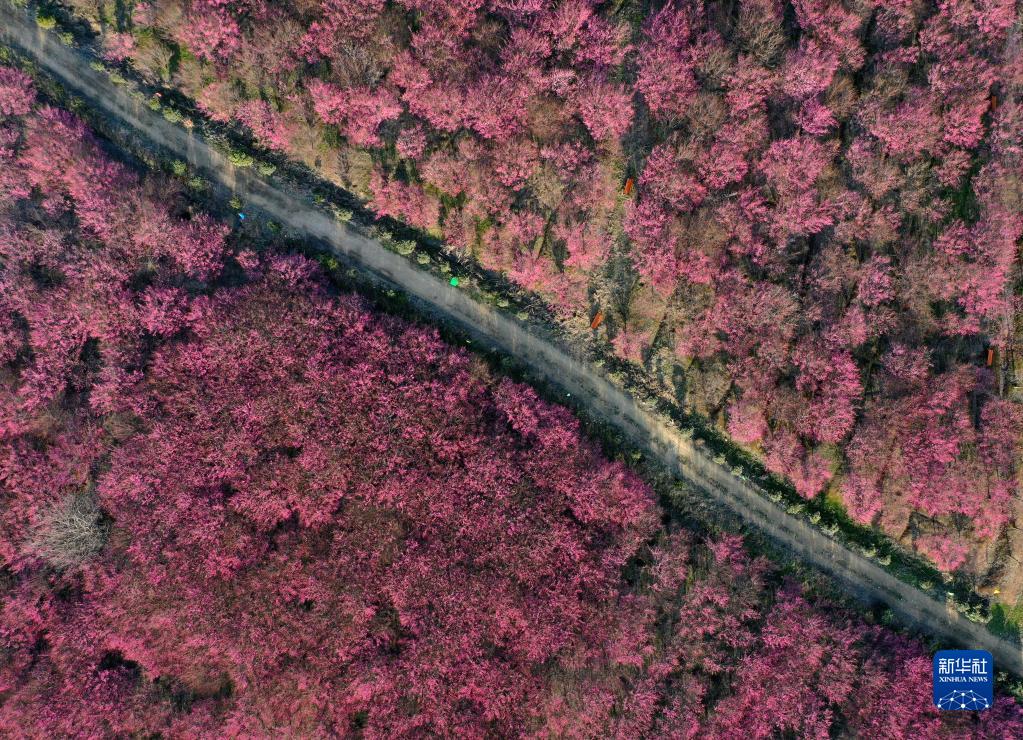 安徽巢湖:梅花盛开春意浓