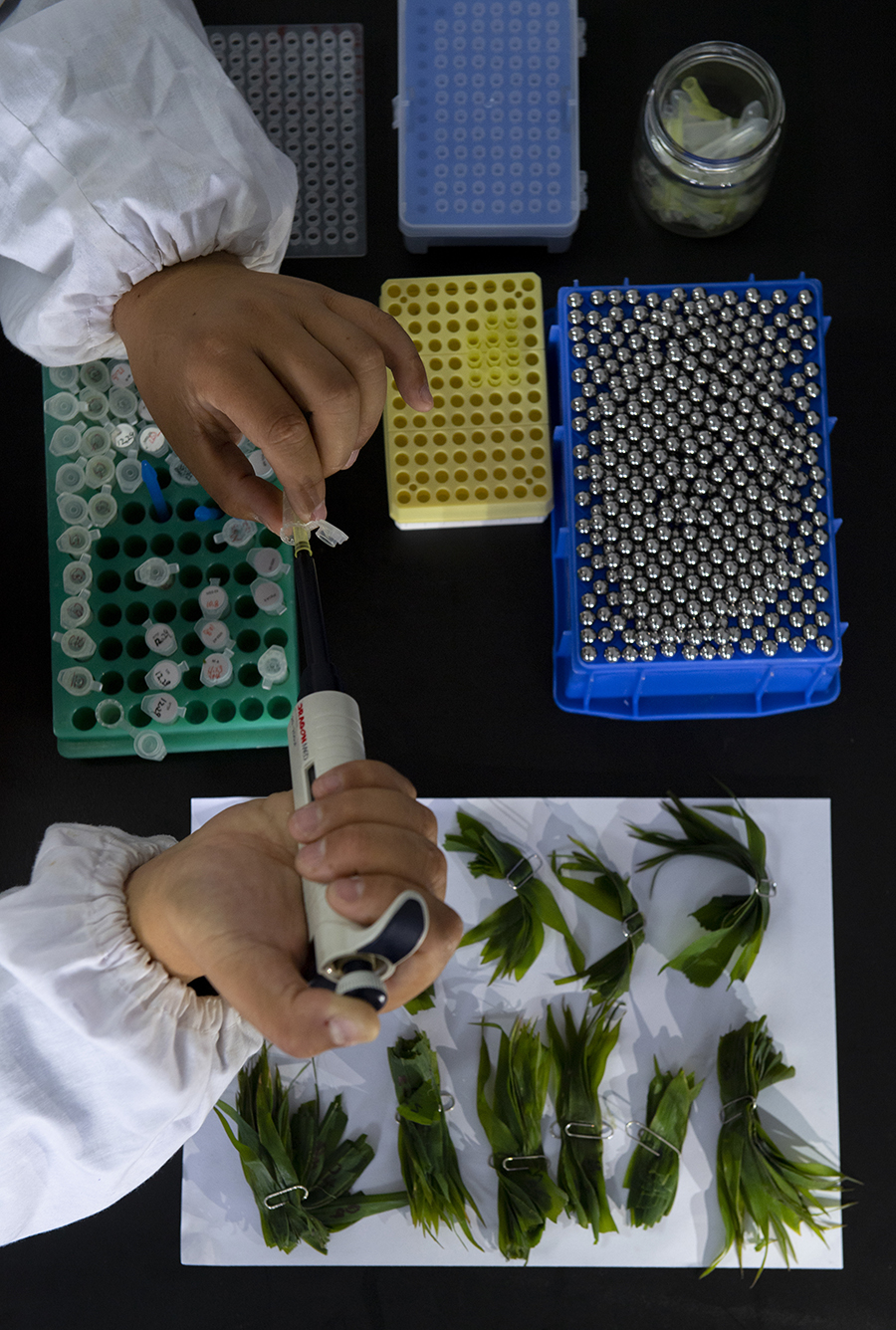 自产农业“芯片” 端稳“中国饭碗” 自产农业“芯片” 端稳“中国饭碗”