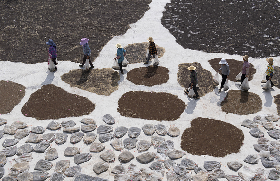 自产农业“芯片” 端稳“中国饭碗” 自产农业“芯片” 端稳“中国饭碗”