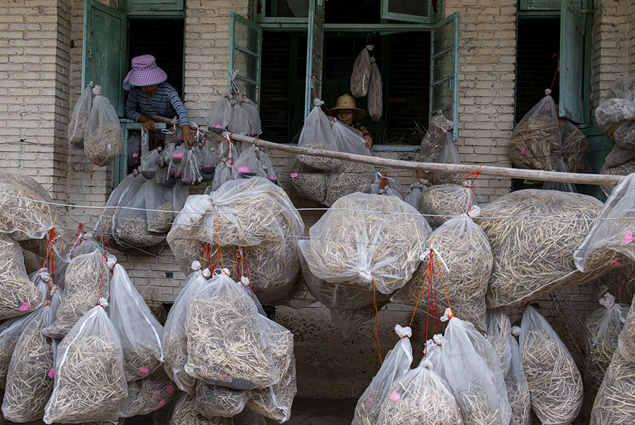 自产农业“芯片” 端稳“中国饭碗” 自产农业“芯片” 端稳“中国饭碗”