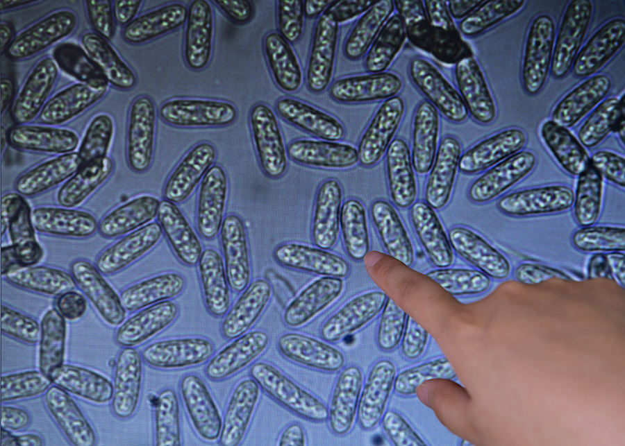 自产农业“芯片” 端稳“中国饭碗” 自产农业“芯片” 端稳“中国饭碗”