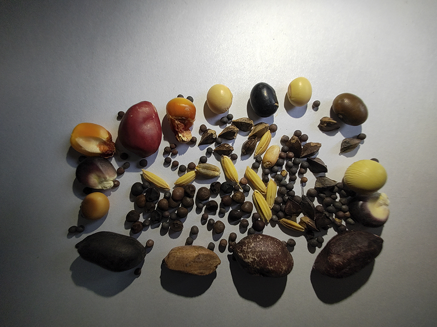 自产农业“芯片” 端稳“中国饭碗” 自产农业“芯片” 端稳“中国饭碗”