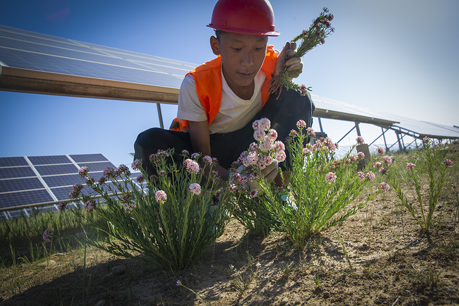 戈壁滩上长出了光伏牧场