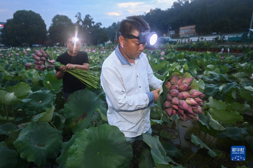 “荷花经济”助增收 “荷花经济”助增收