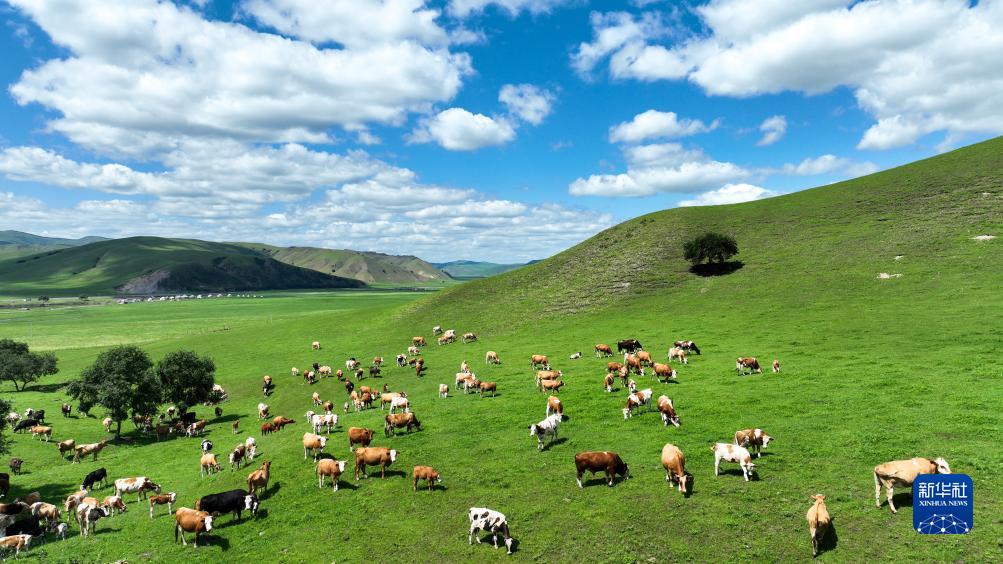 四季中国|四季牧歌:乌兰毛都草原的“夏日牧歌”