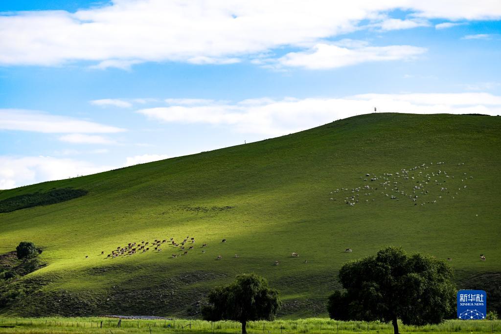 四季中国|四季牧歌:乌兰毛都草原的“夏日牧歌”