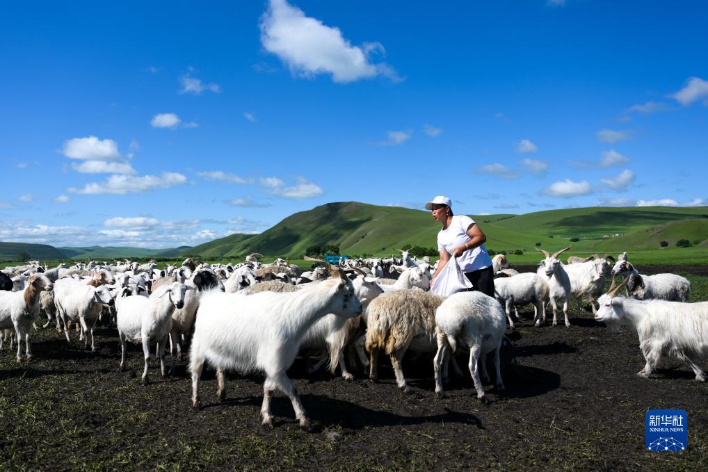四季中国|四季牧歌:乌兰毛都草原的“夏日牧歌”