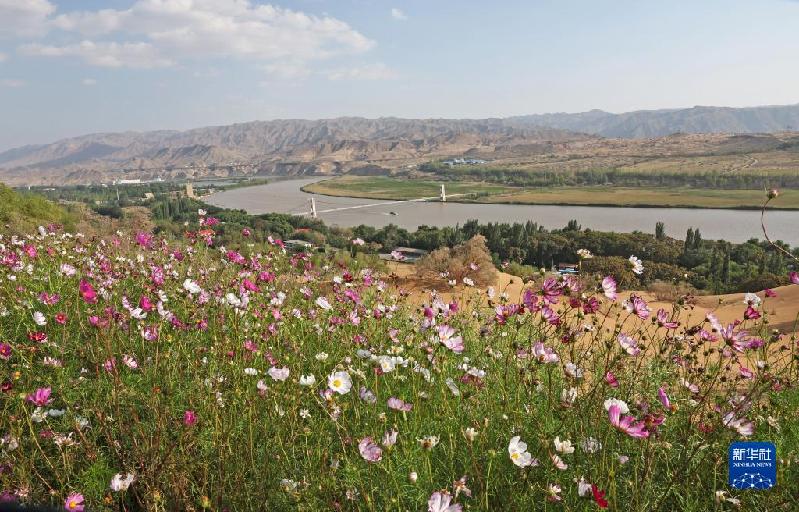 新华全媒+|沙水交融 魅力沙坡头