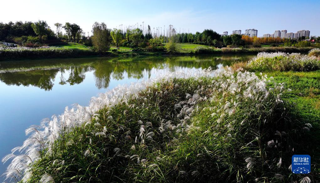 美丽中国丨陕西:沣河秋景胜春朝