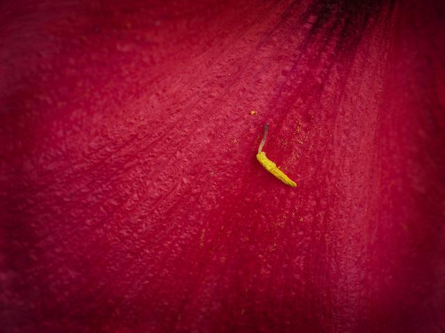 王昆峰:探索打开物性的超视觉影像