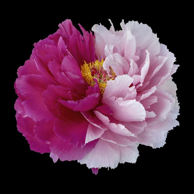 王昆峰:探索打开物性的超视觉影像