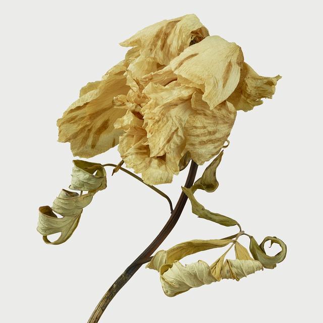 王昆峰:探索打开物性的超视觉影像