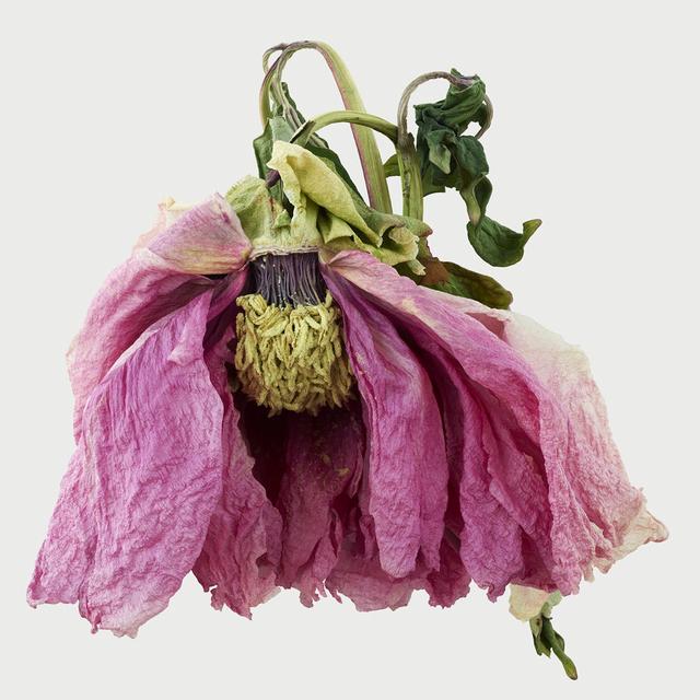 王昆峰:探索打开物性的超视觉影像