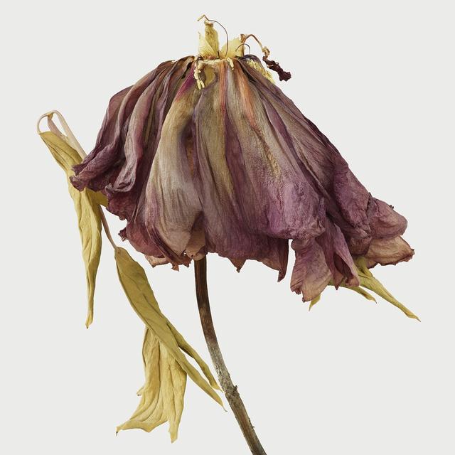 王昆峰:探索打开物性的超视觉影像