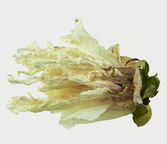 王昆峰:探索打开物性的超视觉影像