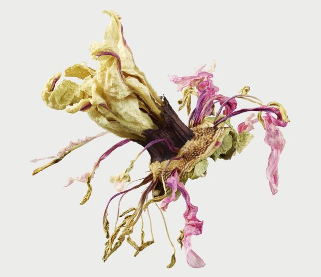 王昆峰:探索打开物性的超视觉影像