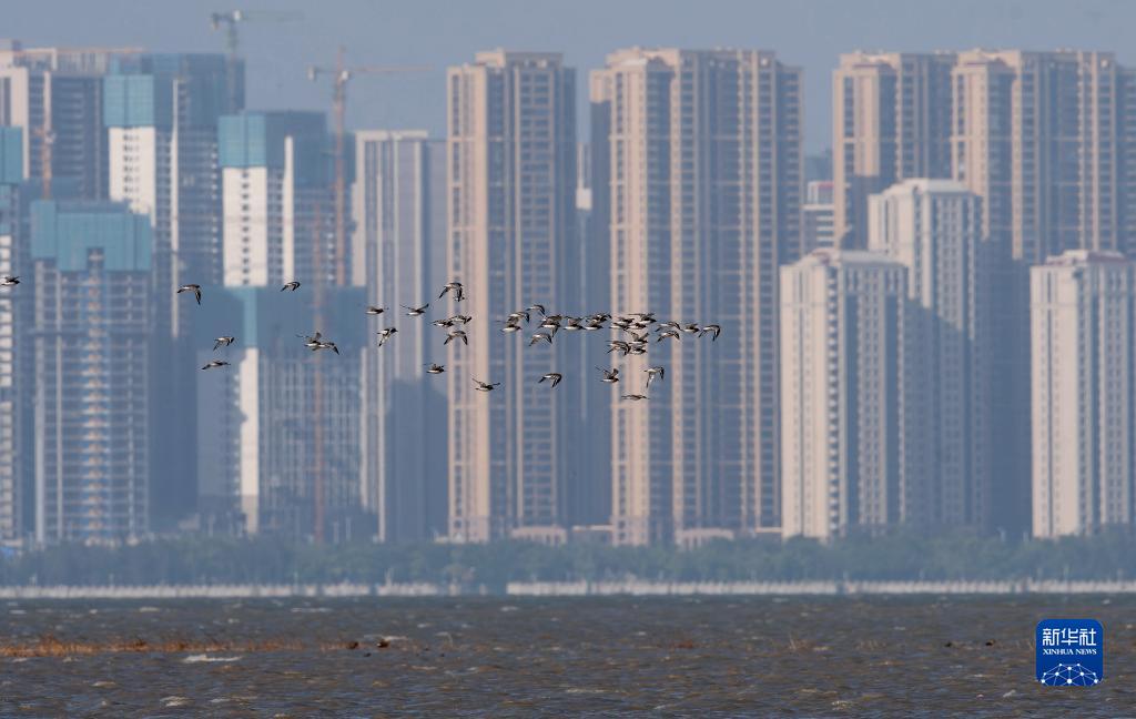 新华全媒+丨珍稀候鸟在福建过冬
