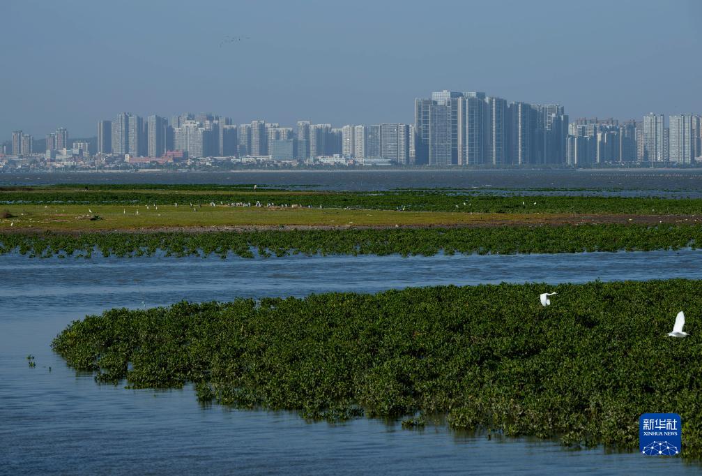 新华全媒+丨珍稀候鸟在福建过冬