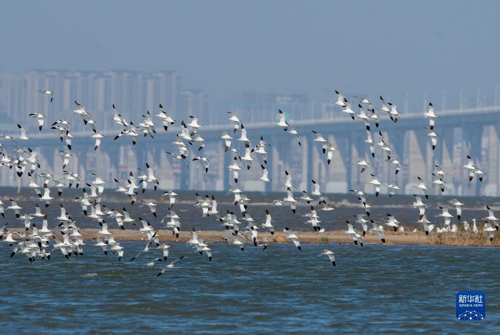 新华全媒+丨珍稀候鸟在福建过冬