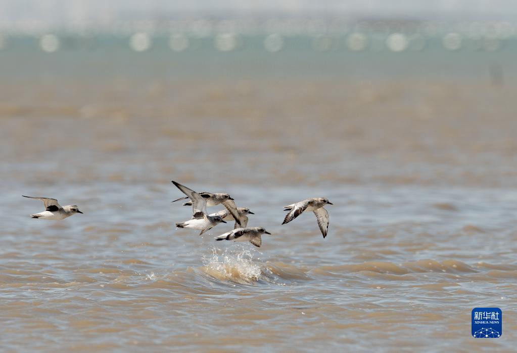 新华全媒+丨珍稀候鸟在福建过冬