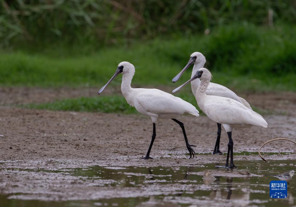 新华全媒+丨珍稀候鸟在福建过冬