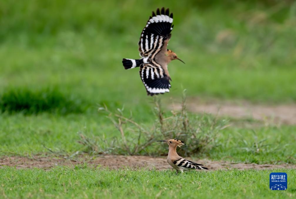 新华全媒+丨珍稀候鸟在福建过冬
