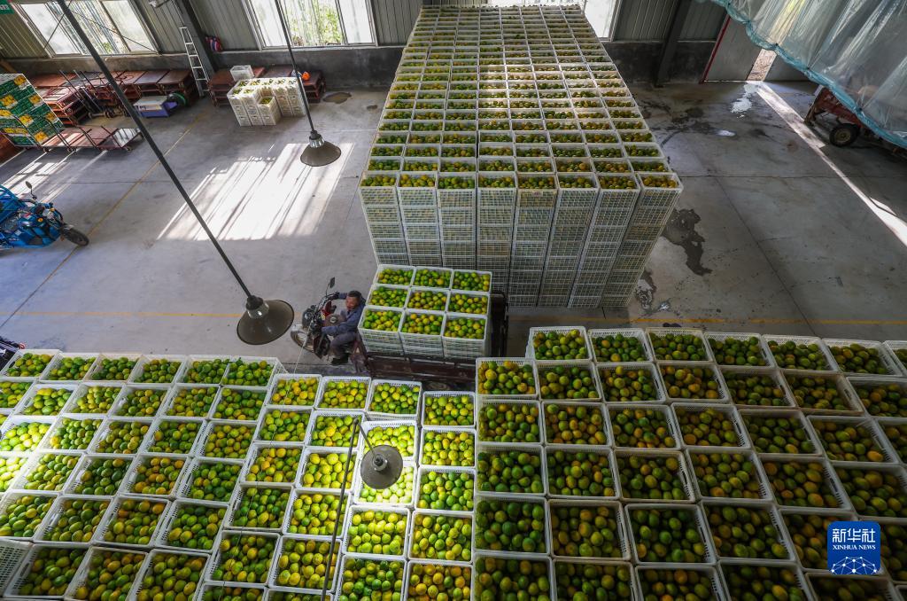 浙江庆元:小小黄金果 铺就共富路