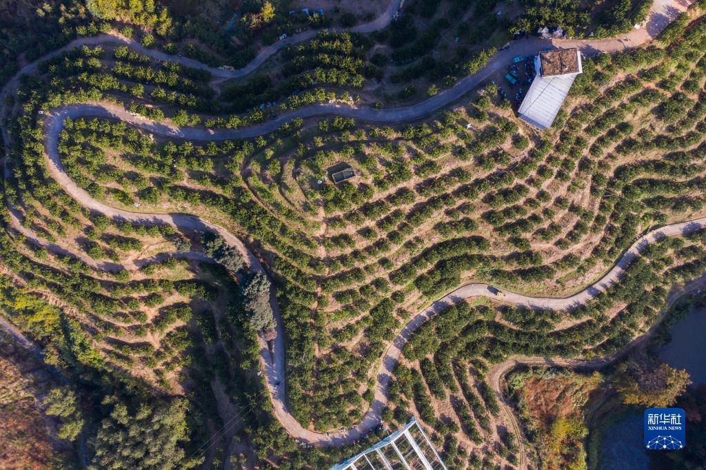 浙江庆元:小小黄金果 铺就共富路