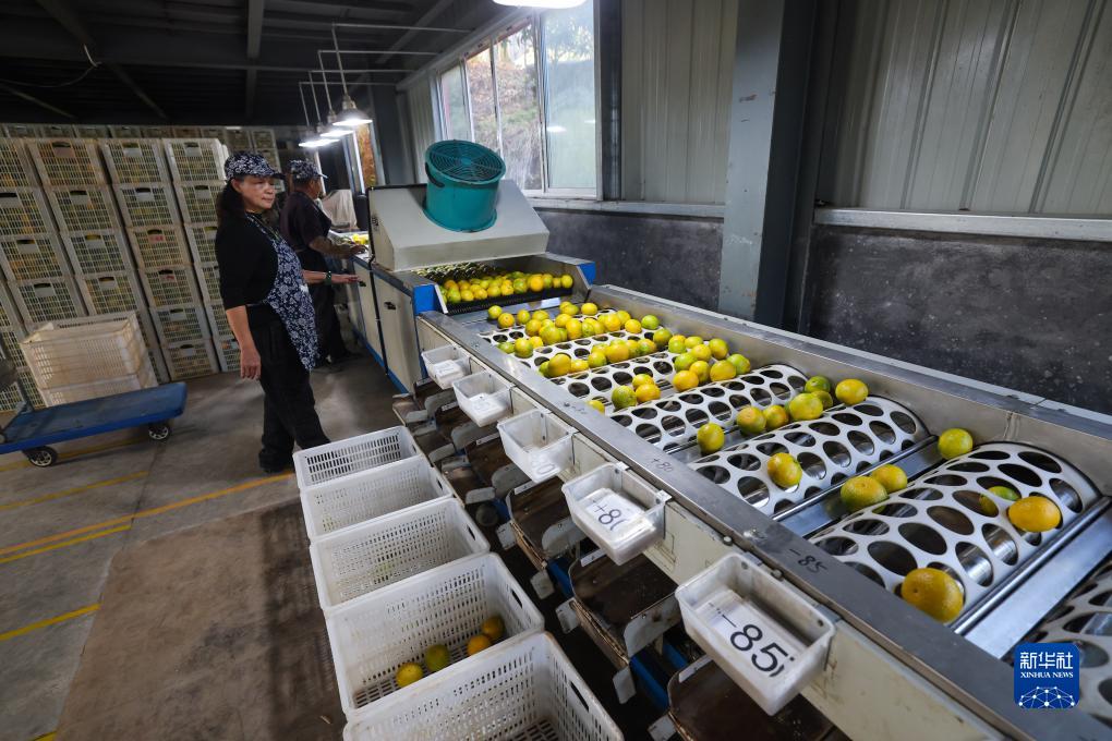 浙江庆元:小小黄金果 铺就共富路