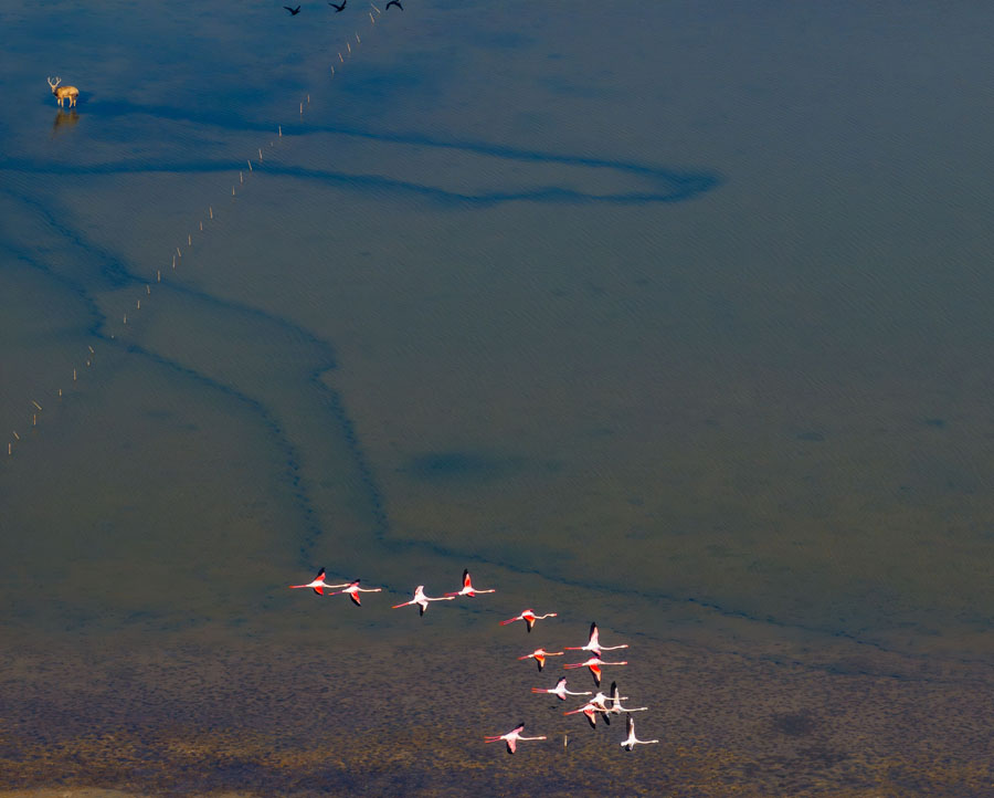 罕见！江苏火烈鸟与麋鹿同框