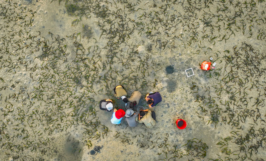 海中寻“碳” 海中寻“碳”