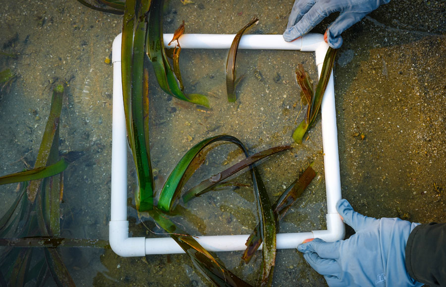 海中寻“碳” 海中寻“碳”