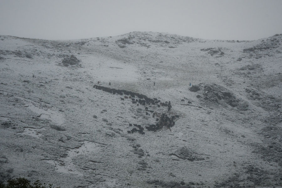 夹金山上“斗”牛 一个藏乡少年的成人礼 夹金山上“斗”牛 一个藏乡少年的成人礼