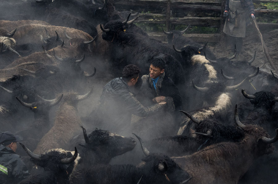 夹金山上“斗”牛 一个藏乡少年的成人礼 夹金山上“斗”牛 一个藏乡少年的成人礼
