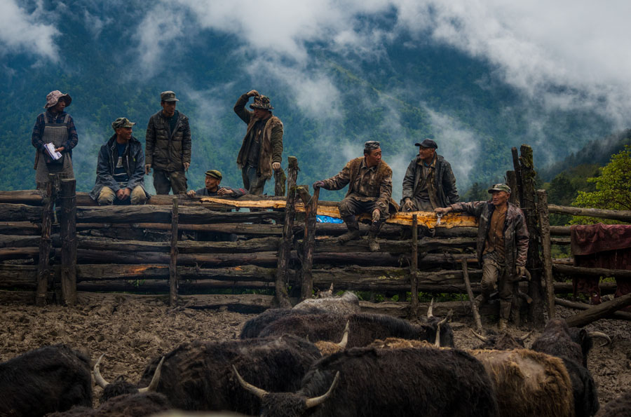 夹金山上“斗”牛 一个藏乡少年的成人礼 夹金山上“斗”牛 一个藏乡少年的成人礼