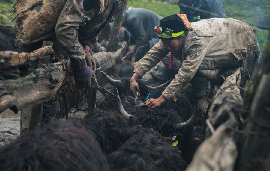 夹金山上“斗”牛 一个藏乡少年的成人礼 夹金山上“斗”牛 一个藏乡少年的成人礼
