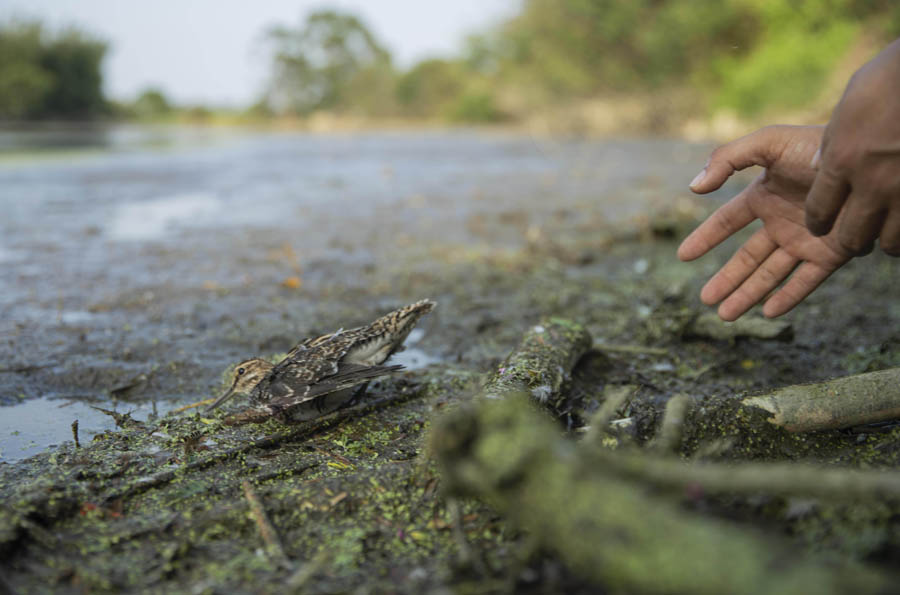 候鸟栖息地竟“长”出连片捕鸟网 候鸟栖息地竟“长”出连片捕鸟网