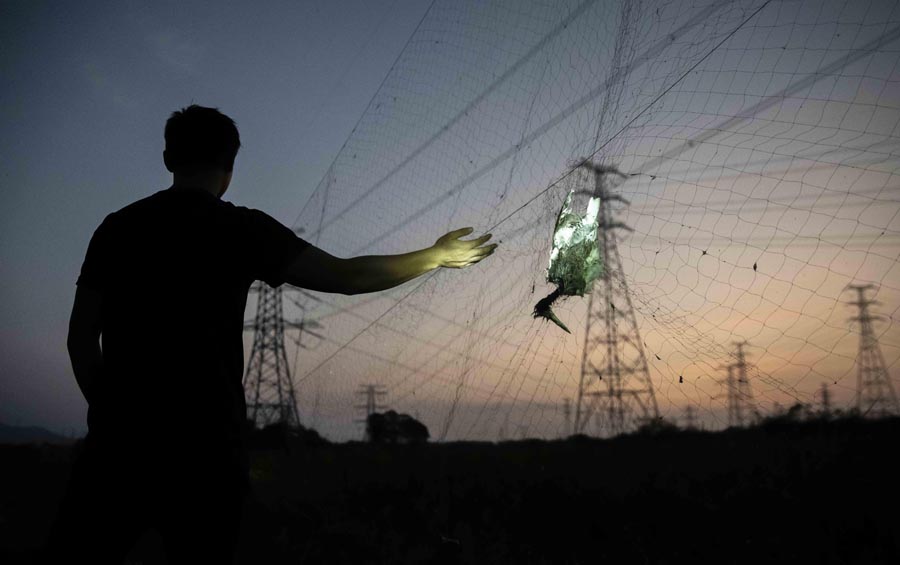 候鸟栖息地竟“长”出连片捕鸟网 候鸟栖息地竟“长”出连片捕鸟网