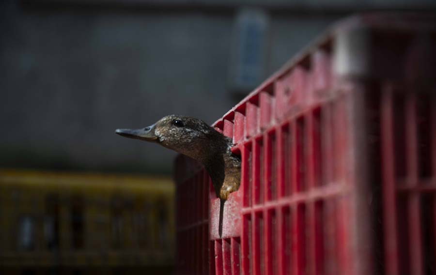 候鸟栖息地竟“长”出连片捕鸟网 候鸟栖息地竟“长”出连片捕鸟网