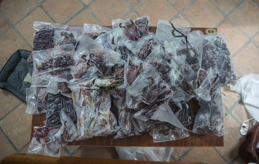 候鸟栖息地竟“长”出连片捕鸟网 候鸟栖息地竟“长”出连片捕鸟网