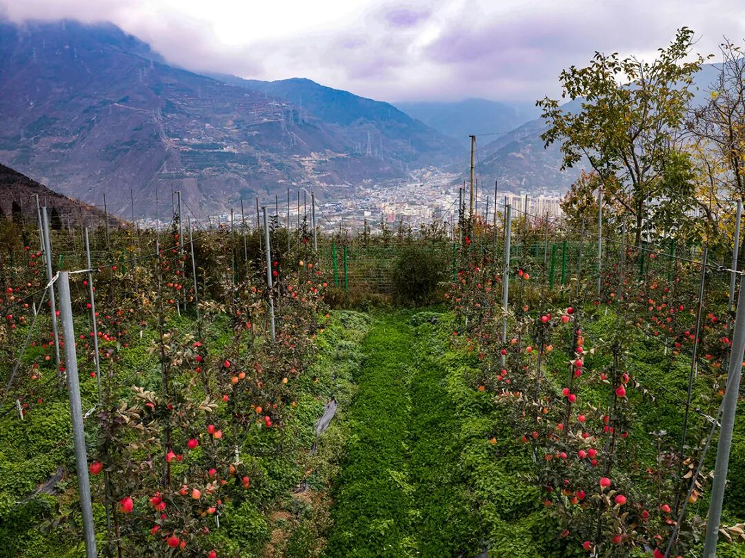 四川茂县:苹果产业助力乡村振兴