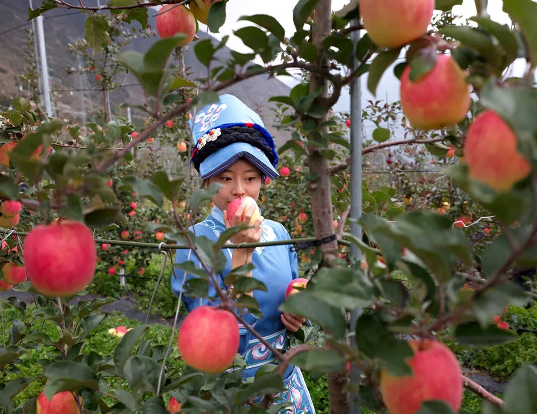 四川茂县:苹果产业助力乡村振兴