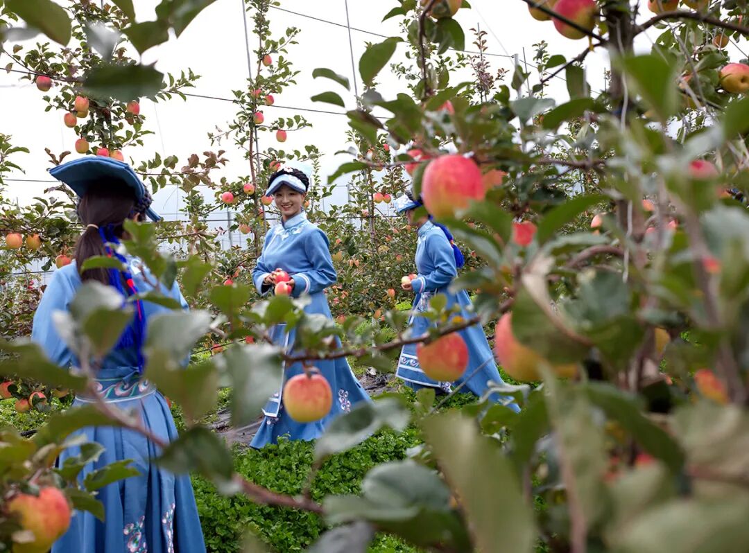 四川茂县:苹果产业助力乡村振兴