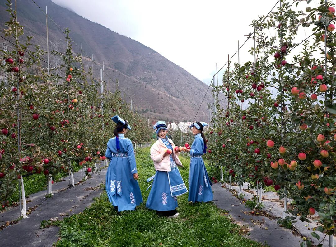 四川茂县:苹果产业助力乡村振兴