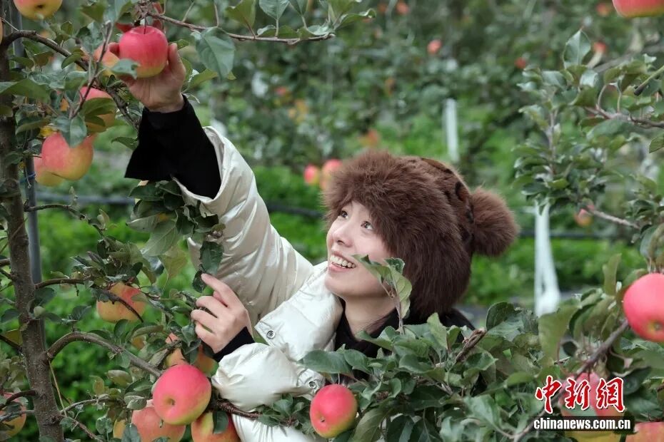 四川茂县:苹果产业助力乡村振兴