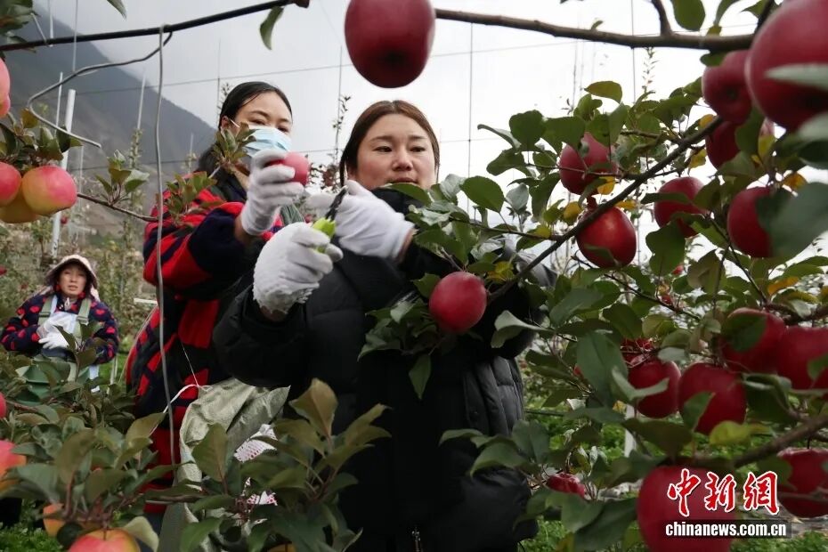 四川茂县:苹果产业助力乡村振兴