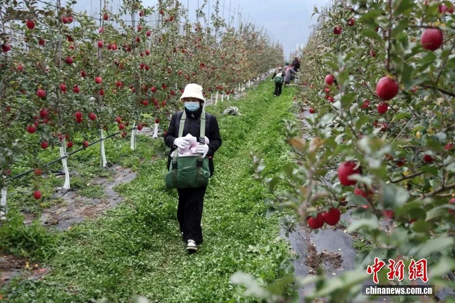 四川茂县:苹果产业助力乡村振兴